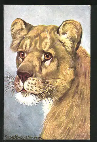 Künstler-AK Ermenegildo Carlo Donadini: Löwin mit aufmerksamem Blick