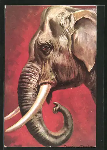 Künstler-AK Ermenegildo Carlo Donadini: Elefant mit mächtigen Stosszähnen