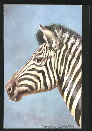 Künstler-AK Ermenegildo Carlo Donadini: Zebra vor blauem Hintergrund