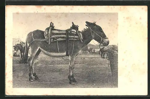 AK Maultier wartet auf seinen Reiter