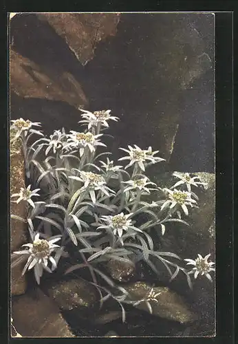Künstler-AK Photochromie Nr.1222: Leontopodium alpinum, Edelweiss