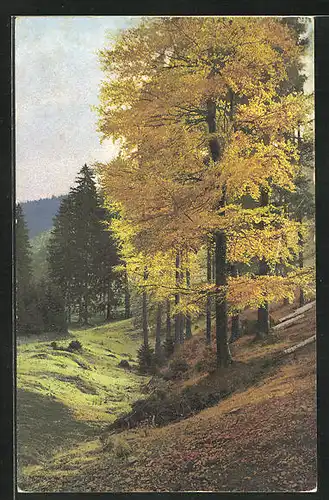 Künstler-AK Photochromie Nr.2548: Waldpartie im Herbst
