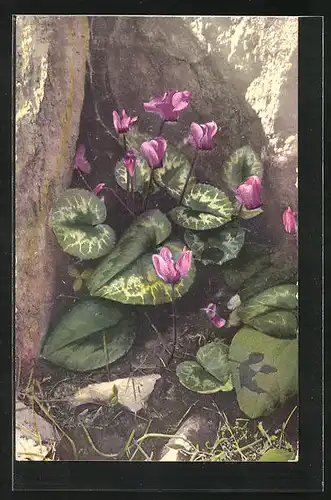 Künstler-AK Photochromie Nr.464: Cyclamen europaeum