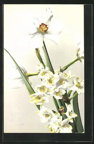 Künstler-AK Photochromie Nr.426: Blühende Blumen