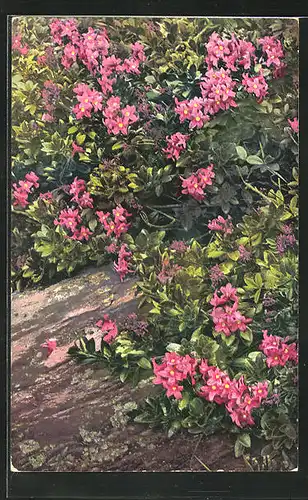 Künstler-AK Photochromie Nr.917: Rhododendron hirsutum