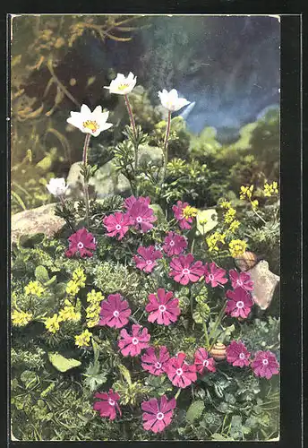 Künstler-AK Photochromie Nr.916: Anemone baldensis