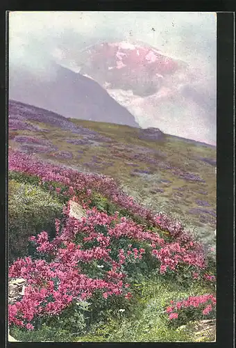 Künstler-AK Photochromie Nr.909: Rhododendron hirsutum