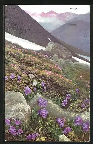 Künstler-AK Photochromie Nr.911: Primula glutinosa