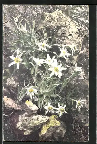 Künstler-AK Photochromie Nr.446: Leontopodium alpinum