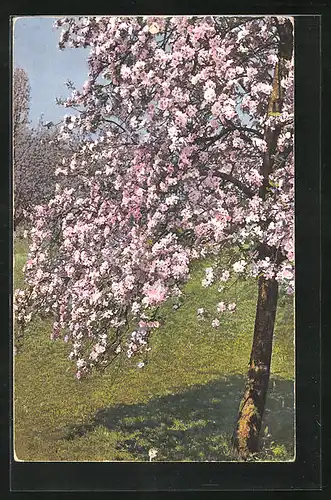 Künstler-AK Photochromie Nr.3034: Bodensee, Hoierberg - blühender Baum