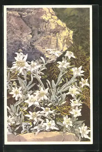 Künstler-AK Photochromie Nr. 1220: Leontopodium alpinum, Edelweiss
