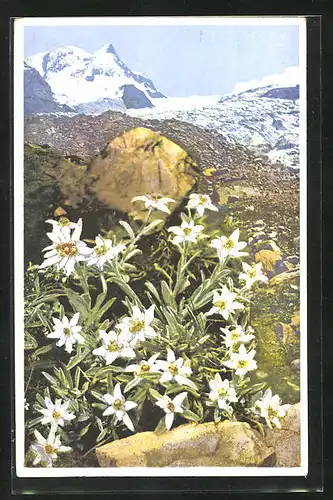 Künstler-AK Photochromie Nr. 1224: Leontopodium alpinum, Edelweiss