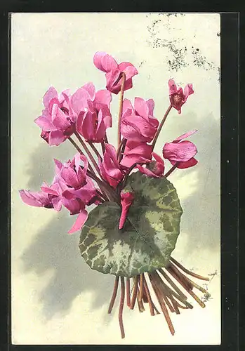 Künstler-AK Photochromie Nr. 882: Cyclamen europaeum, Alpenveilchen