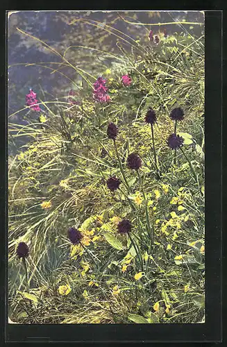 Künstler-AK Photochromie Nr. 919: Nigritella nigra - Schwarzes Kohlröschen, Heliantheum alpestre - Alpensonnenröschen