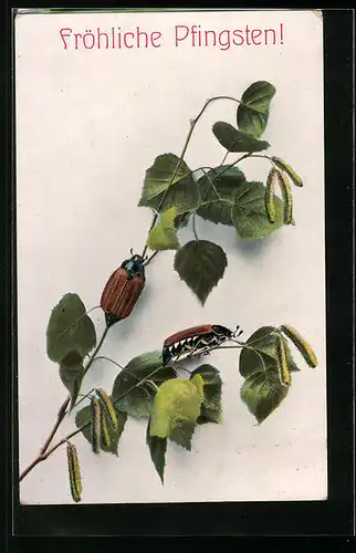 AK Maikäfer krabbeln auf Zweig herum, Pfingstgrüsse