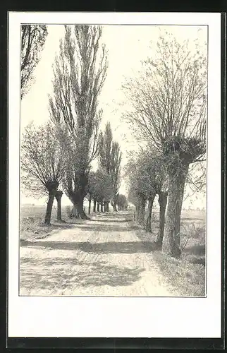AK Waldow, Pappel-Allee mit Baumschatten