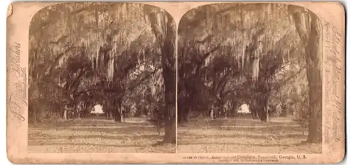 Stereo-Fotografie J. F. Jarvis, Washington D.C., Ansicht Savannah / GA, Moss Avenue, Bonaventure Cemetery