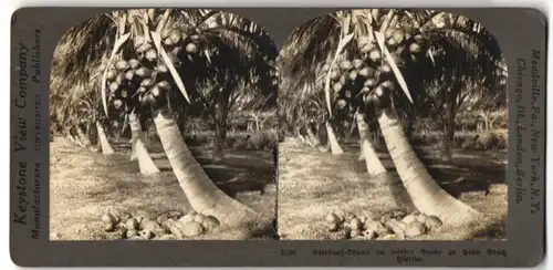 Stereo-Fotografie Keyston e View Co., Meadville / PA., Ansicht Palm Beach / FL, Kokosnuss Bäume im weissen Sand