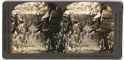 Stereo-Fotografie Keysteone View Co., Meadville / PA, Ansicht Hawaii, Blick in eine Bananen Plantage