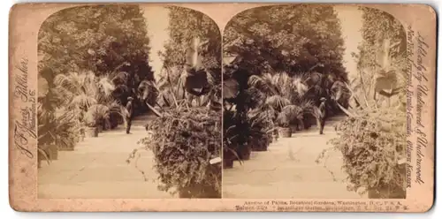 Stereo-Fotografie J. F. Jarvis, Washington D.C., Ansicht Washington D.C., Avenue of Palms, Botanical-Garden