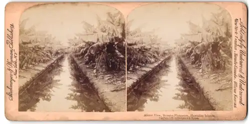 Stereo-Fotografie Strohmeyer & Wyman, New York, Ansicht Hawaii, Mirror View Banana Plantation