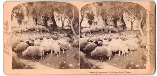 Stereo-Fotografie J. F. Jarvis, Washington D.C., Schafe unter Olivenbäumen ind Südfrankreich