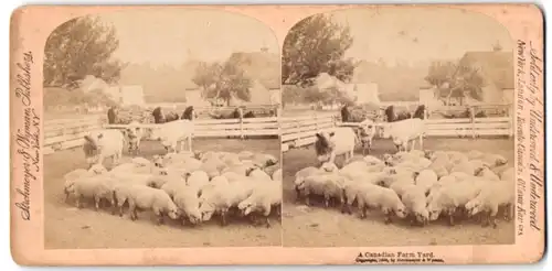 Stereo-Fotografie Strohmeyer & Wyman, New York, Schafe und Kühe auf einer Kanadischen Farm