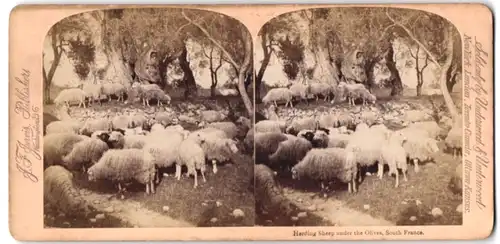Stereo-Fotografie J. F. Jarvis, Washington D.C. Schafe unter Oliven Bäumen in Süd Frankreich