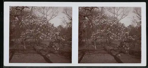 Stereo-Fotografie unbekannter Fotograf und Ort, in der Blüte stehende Kirchbäume, Amateur Fotografie 1915