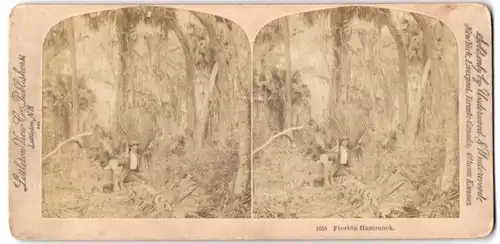 Stereo-Fotografie Littleton View Co., Littleton N.H., Ansicht Florida, Pflücken von Palmenblättern, Hammock