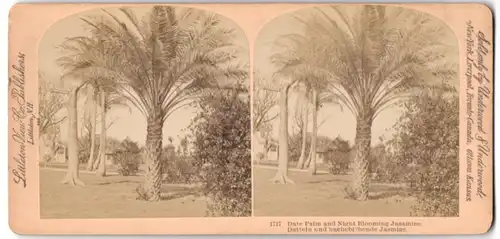 Stereo-Fotografie Littleton View Co., Littleton / N.H., Date Palm and Night Blooming Jasamine, Datteln und Jasmin