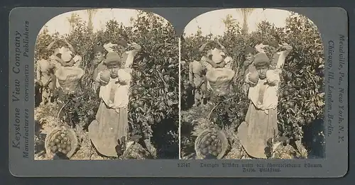 Stereo-Fotografie Keystone View Comp., Meadville / PA., Orangen Pflücker auf einer Plantage in Jaffa