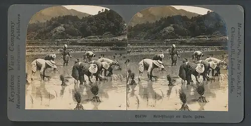 Stereo-Fotografie Keystone View Comp., Meadville / PA., japanische Reispflanzer bestücken die Felder