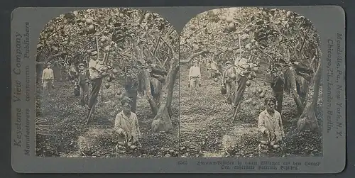 Stereo-Fotografie Keystone View Comp., Meadville / PA., italienische Zitronen Pflücker aus Palermo bei der Kinderarbeit