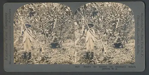 Stereo-Fotografie Keystone View Comp., Meadville / PA., jamaikanische Kakao Pflücker pflücken die Schokoladen Knospen