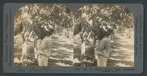 Stereo-Fotografie Keystone View Comp., Meadville / PA., Kolumbianer auf seiner Papaya Plantage, Brotbaum