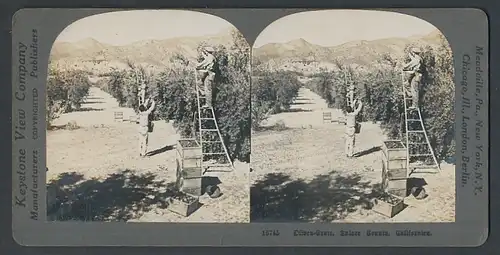 Stereo-Fotografie Keystone View Comp., Meadville / PA., amerikanische Oliven Pflücker bei der Ernte