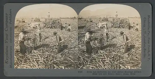 Stereo-Fotografie Keystone View Comp., Meadville / PA., peruanische Arbeiter Ernten Zuckerohr bei Santa Clara