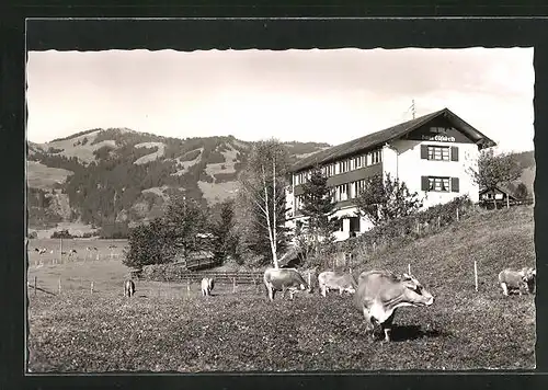 AK Fischen-Berg /Allgäu, Pension Haus Elisabeth mit weidenden Kühen