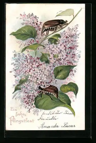 Präge-AK Maikäfer krabbeln auf einem Fliederzweig, Ein frohes Pfingstfest