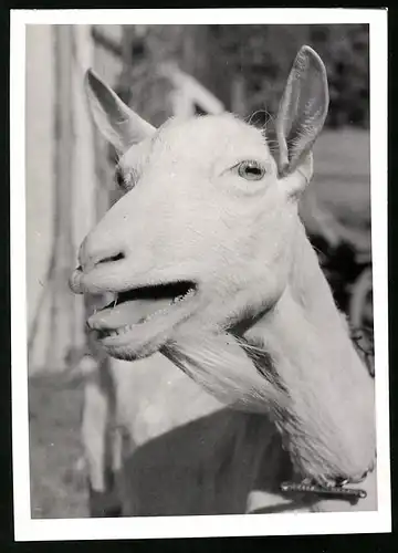 Fotografie Albrecht Röhnert, Berlin, blökende Ziege