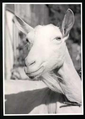 Fotografie Albrecht Röhnert, Berlin, Nutztier-Haustier Ziege