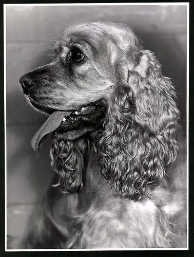 Fotografie Röhnert, Berlin, Hund Cocker-Spaniel