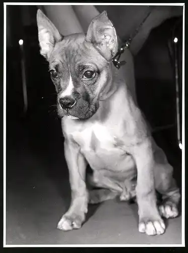 Fotografie Röhnert, Berlin, Hund - Boxer Welpe