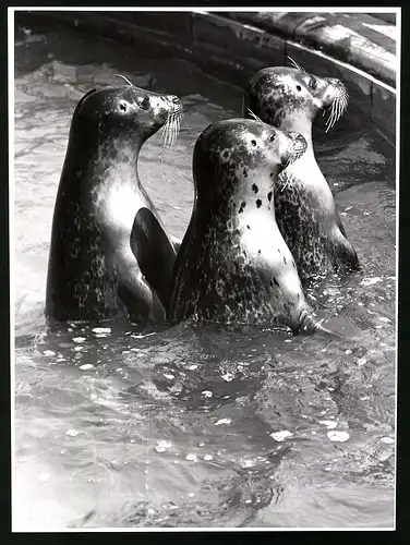 Fotografie Röhnert, Berlin, Seehund - Seehunde in einem Zoo-Gehege