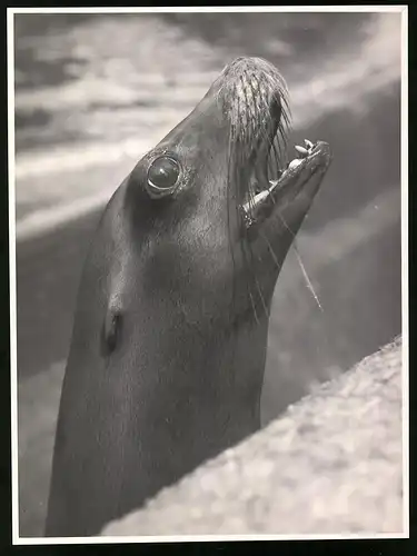 Fotografie Röhnert, Berlin, Seelöwe bettelt nach Futter in einem Zoo-Gehege