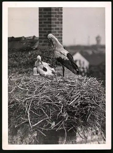 Fotografie Storchennest / Horst, Störche mit Küken