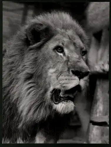 Fotografie Röhnert, Berlin, Ansicht Zürich, Löwe im Zoologischen Garten