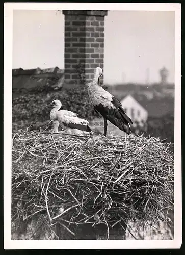 Fotografie Storchenhorst / Storchennest, Storch nebst Küken