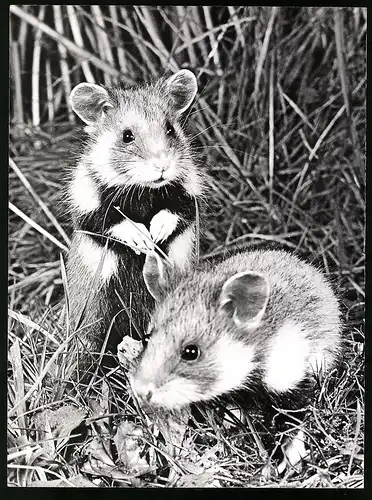 Fotografie Röhnert, Berlin, Feldhamster - Hamster